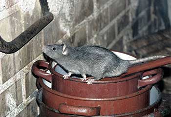 Rodent Proofing | Attic Cleaning Walnut Creek, CA