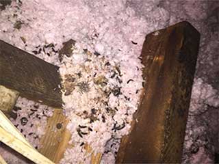 A Rat Or A Mouse Nest? | Attic Cleaning Walnut Creek, CA A Rat Or A Mouse Nest? | Attic Cleaning Walnut Creek, CA