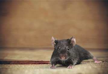 Rodent Proofing | Attic Cleaning Walnut Creek, CA