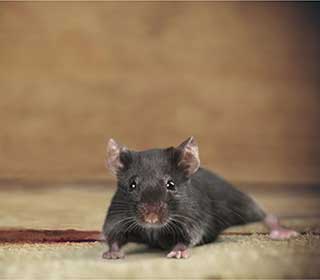 Rodent Proofing Services | Attic Cleaning Walnut Creek, CA Rodent Proofing Services | Attic Cleaning Walnut Creek, CA